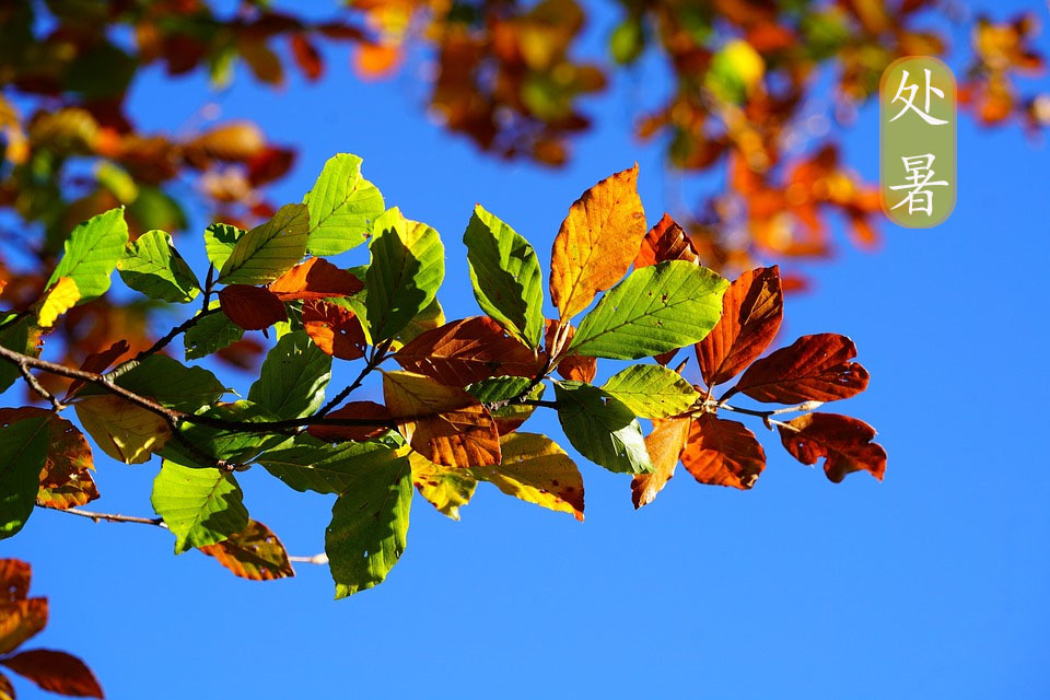 二十四节气|处暑
